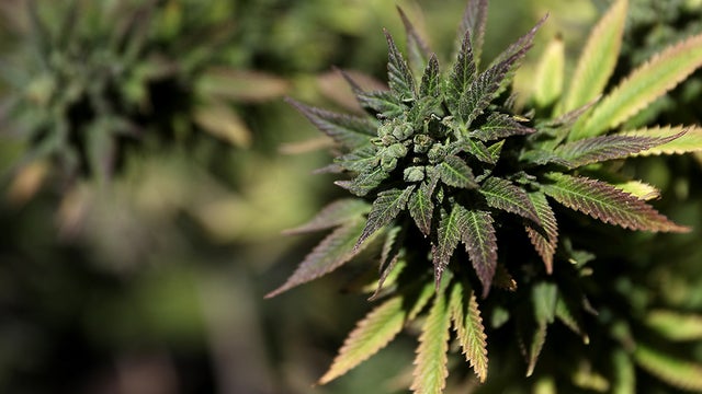 Depenalisering van recreatief cannabisgebruik